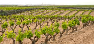 Enoturismo y Tradición en La Rioja